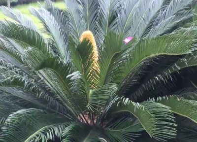 铁树是否怕冻 铁树冬天怎么养护