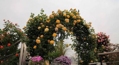 如何做爬藤月季拱门 什么月季做拱门多高合适