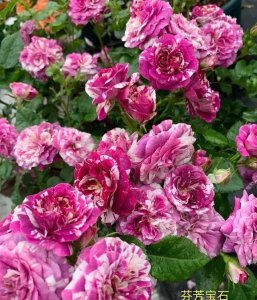 月季浓香大花什么品种好看 最值得入手的大花月季品种