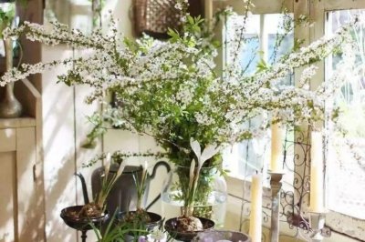 雪柳干枝怎么养能活多久 水培干枝雪柳多长时间能开花