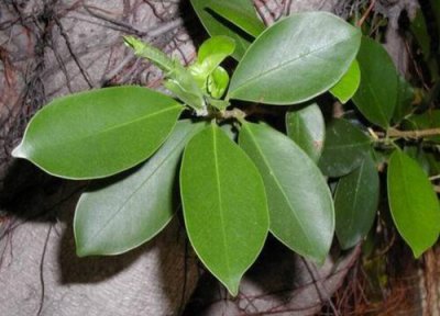 榕树叶特点 榕树叶的功效与作用