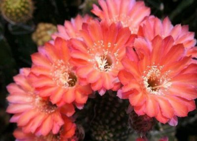 席克氏简介 席克氏和普通彩草区别