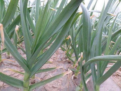 大蒜种植需要注意的事项 何时种大蒜合适及种植方法