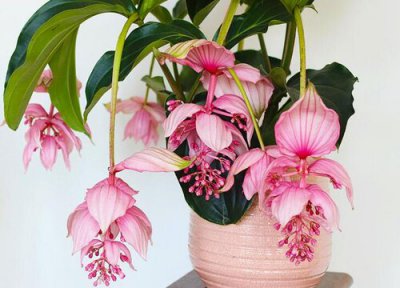 宝莲灯用大盆还是小盆 宝莲灯适合大盆还是小盆