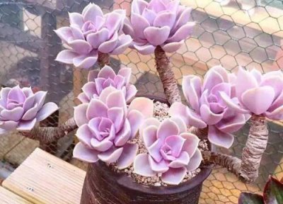 怎么样才能把多肉养成老桩 把多肉植物养成老桩多头窍门