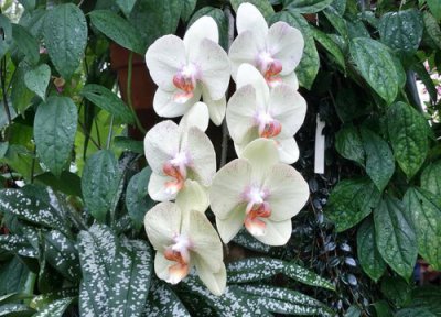 蝴蝶兰花期施肥吗 8-10月养护蝴蝶兰如何进行追肥长势更旺