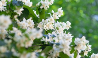 喜阳室外植物有哪些 有哪些喜阳室外植物