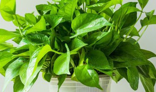 绿罗怎么养才能旺盛 绿罗如何养才能旺盛