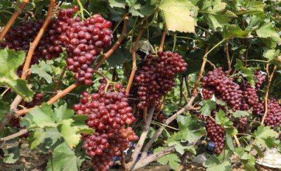 葡萄树什么时候开花 葡萄树开花期间怎么管理结果