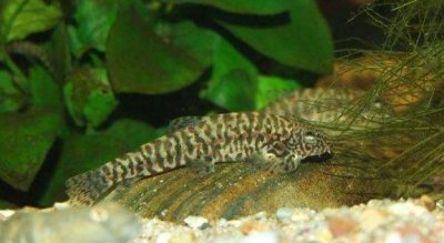 清除鱼缸除藻最佳方法 鱼缸玻璃彻底除藻的三大妙招