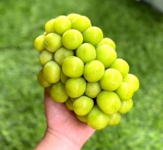 晴王葡萄为什么这么贵 晴王葡萄品种的发源地及特点