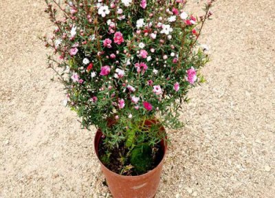 红梅花的花期时间 红梅花期是什么时候