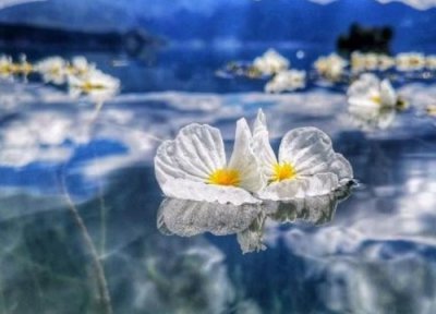 水性杨花泸沽湖几月开花 云南泸沽湖水性杨花盛开时间