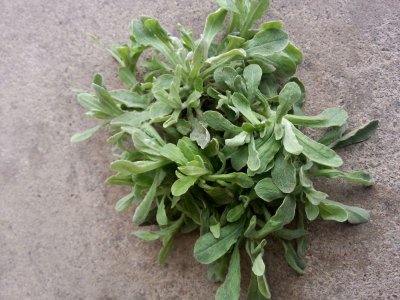 鼠曲草特点 鼠曲草的功效与作用