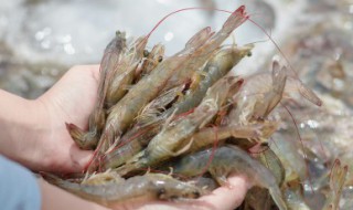 虾需要怎么保存才新鲜又好吃 虾怎样保存新鲜又好吃呢