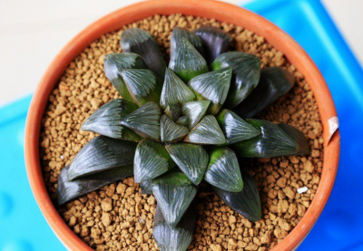 十二卷大型寿有哪些 十二卷寿最漂亮的品种