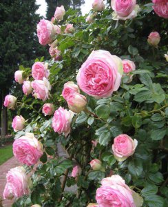 爬墙月季哪个品种好看花期长 3种爬藤月季一年一个大花墙