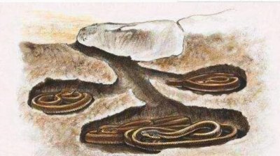 冬眠的蛇会咬人吗 如果唤醒正在冬眠的蛇会发生什么