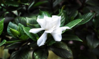 家庭招财植物摆放禁忌 家庭招财植物摆放有哪些禁忌