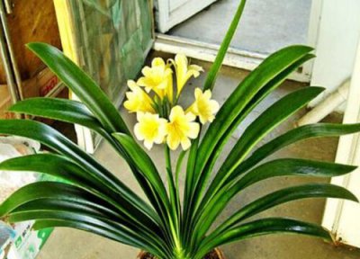 造成君子兰夹箭的原因是什么 要从哪些方面解决君子兰夹箭问题