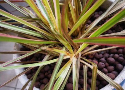 七彩铁的寓意与风水 摆放位置讲究与禁忌