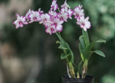 石斛换盆时间 石斛兰换盆什么时候最适宜