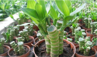 富贵竹叶子怎么修剪 富贵竹叶子如何修剪