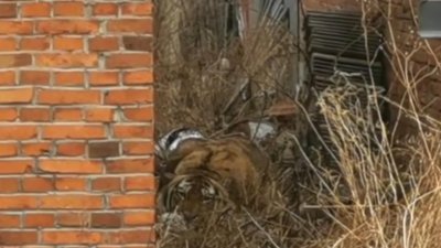 老虎和棕熊谁厉害 老虎在野外打架能打得过棕熊吗