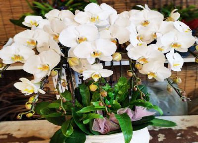 蝴蝶兰花期短 如何延长蝴蝶兰花期