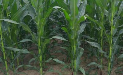 玉米喷施尿素的正确方法 用尿素追肥直接撒地面行吗
