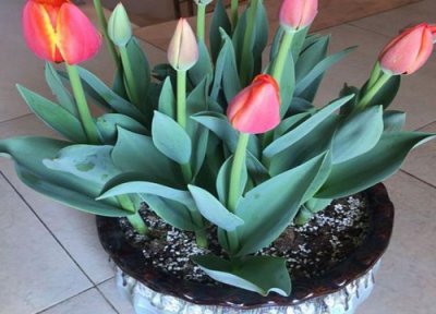 郁金香怎么繁殖 播种和分球繁殖方法