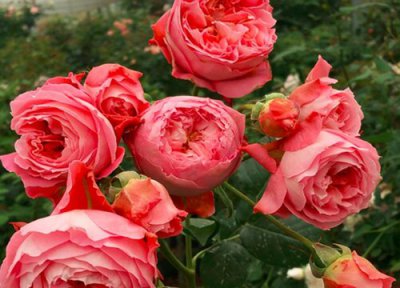 伊芙风情月季优点 伊芙风情月季的优缺点