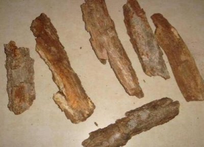 柳树皮有什么作用与功效 柳树皮发酵养花的正确方法