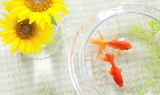 小鱼缸放卧室床尾可以吗 小鱼缸放卧室床尾能吗