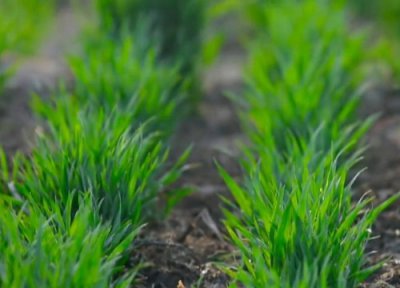 小麦年前旺长怎样控旺 为控制苗期旺长可采用的措施