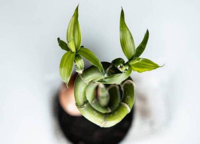 怎样剪富贵竹能长出新芽 如何修剪富贵竹长出的全是粗芽