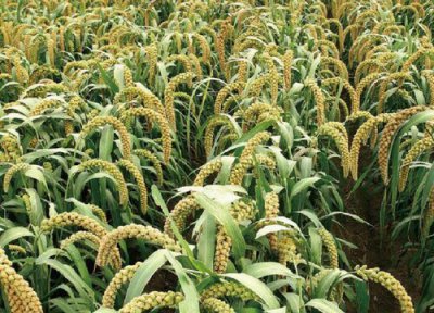 小米种植时间 小米种植时间和方法