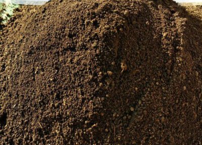 文竹虎皮兰怎么养 用什么植料养护文竹虎皮兰侧芽猛窜