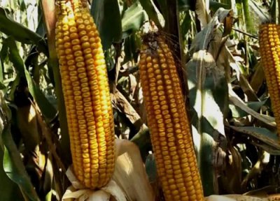 和育187玉米品种简介 和育187种子特征特性介绍