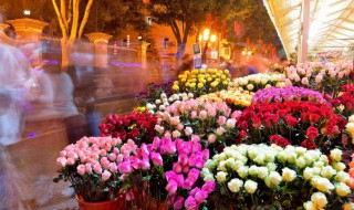 冬天室内盆栽什么好养 冬天适合室内盆栽的有哪些花好养