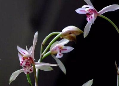 兔耳兰什么时候开花 一般几月份开花