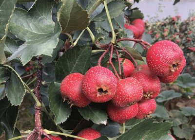 山楂多久成熟 一般几月份成熟