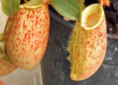 猪笼草属于什么类植物 属于草本类观赏植物