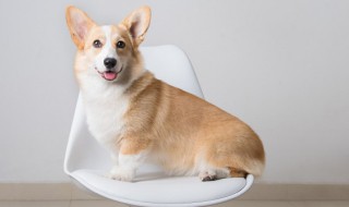 小狗冬天怎么养才能生病 冬天正确养护小狗的方法