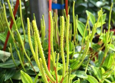 钻石翡翠开花吗 开花样子 图片