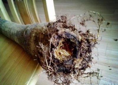 花苗烂根是什么原因 花卉出现烂根前都有哪些前兆