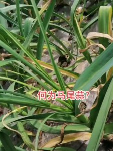 马尾蒜是什么样子 出现马尾蒜如何补救防治