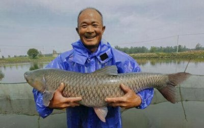 青鱼是海鱼还是淡水鱼 四大家鱼之首青鱼简单介绍