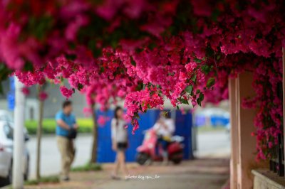 最漂亮的三角梅有哪几个品种 三角梅哪个品种最好看又勤花