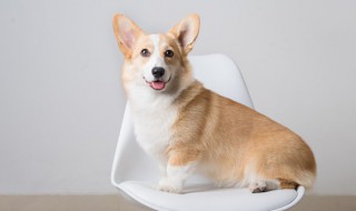 柴犬和中华田园犬的区别 柴犬跟中华田园犬是不是一个种类